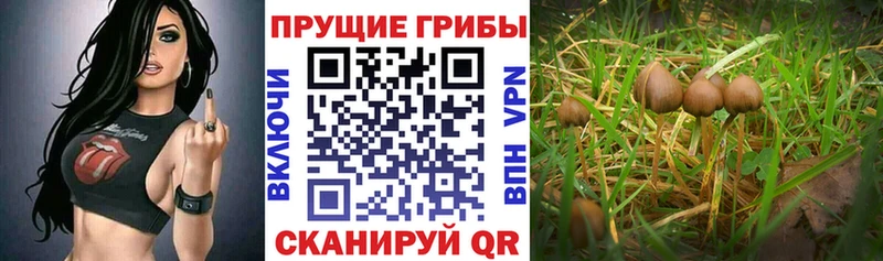 OMG ссылки где купить наркоту Сосенский Псилоцибиновые грибы Psilocybine cubensis